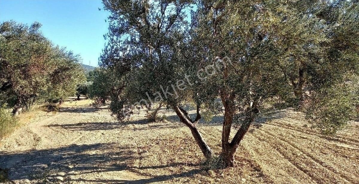 Bergama Zeytindağda Satılık Müstakil Tapulu Zeytinlik - Görsel 4