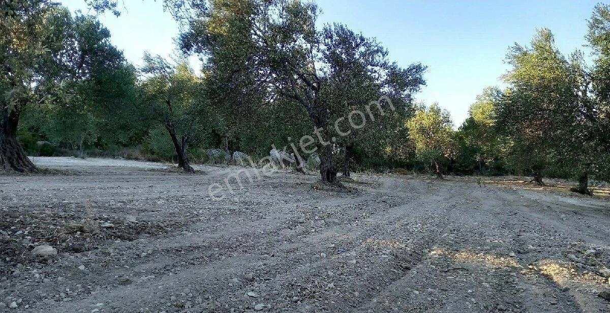 Bergama Zeytindağda Satılık Müstakil Tapulu Zeytinlik - Görsel 3