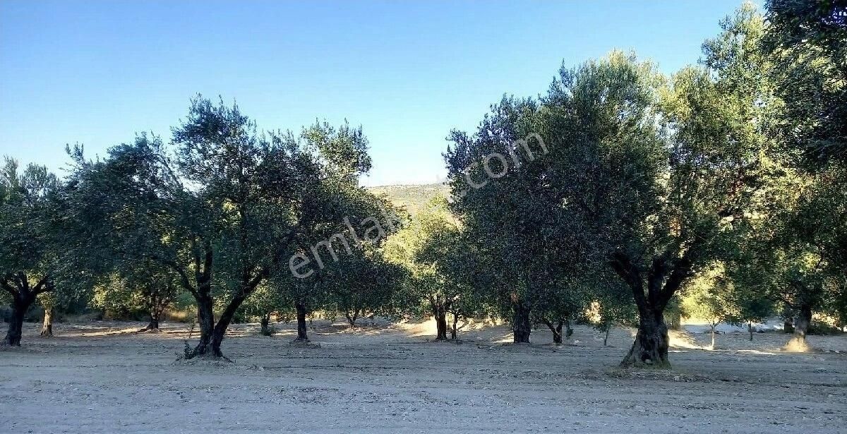 Bergama Zeytindağda Satılık Müstakil Tapulu Zeytinlik - Görsel 2