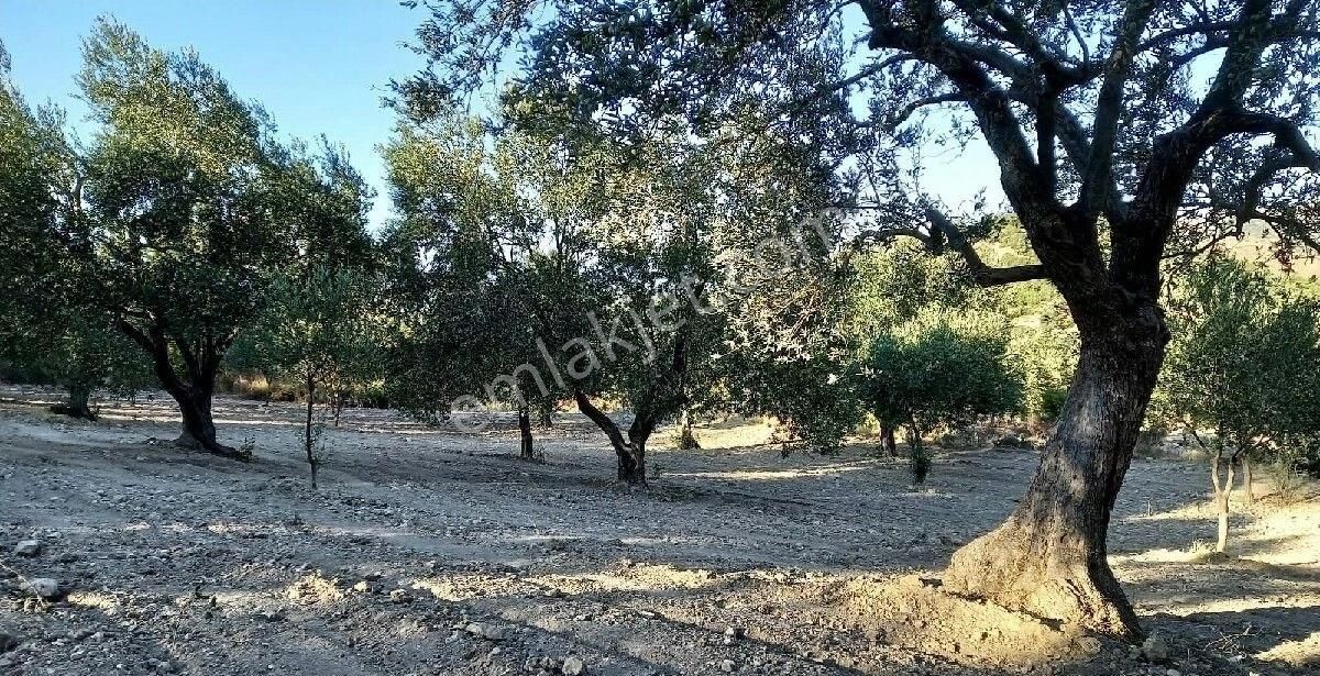 Bergama Zeytindağda Satılık Müstakil Tapulu Zeytinlik