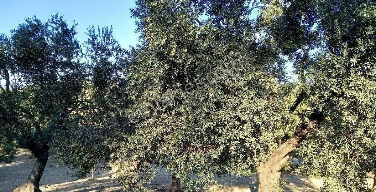 Bergama Zeytindağda Satılık Müstakil Tapulu Zeytinlik - Görsel 6