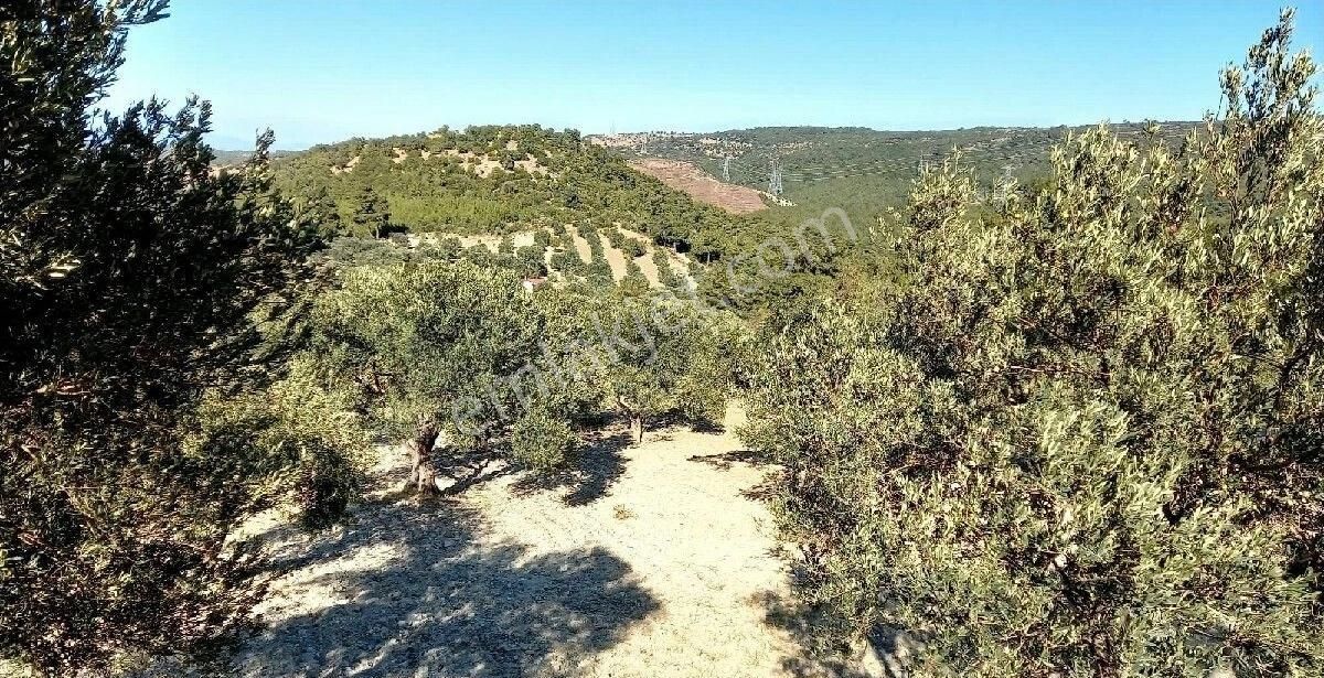 Bergama Zeytindağda Satılık Müstakil Tapulu Zeytinlik - Görsel 8