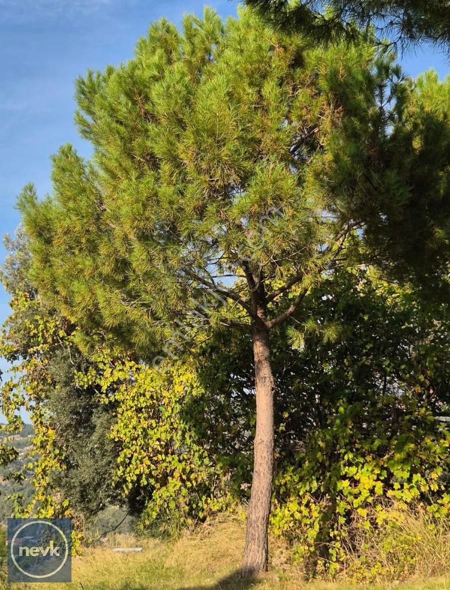 Nevk Yatırımdan Tapuya Kayıtlı 2 Ev Ve Tarlası - Görsel 4