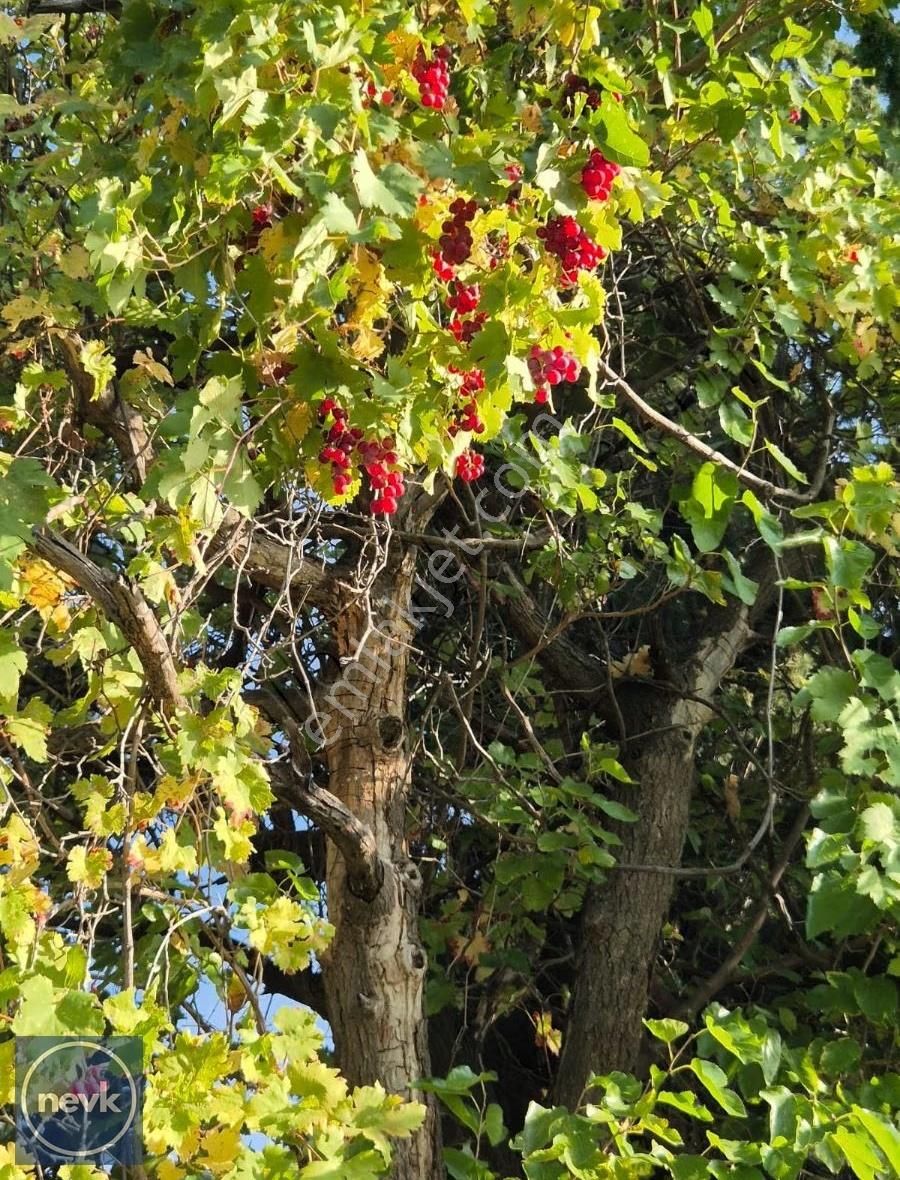 Nevk Yatırımdan Tapuya Kayıtlı 2 Ev Ve Tarlası - Görsel 13