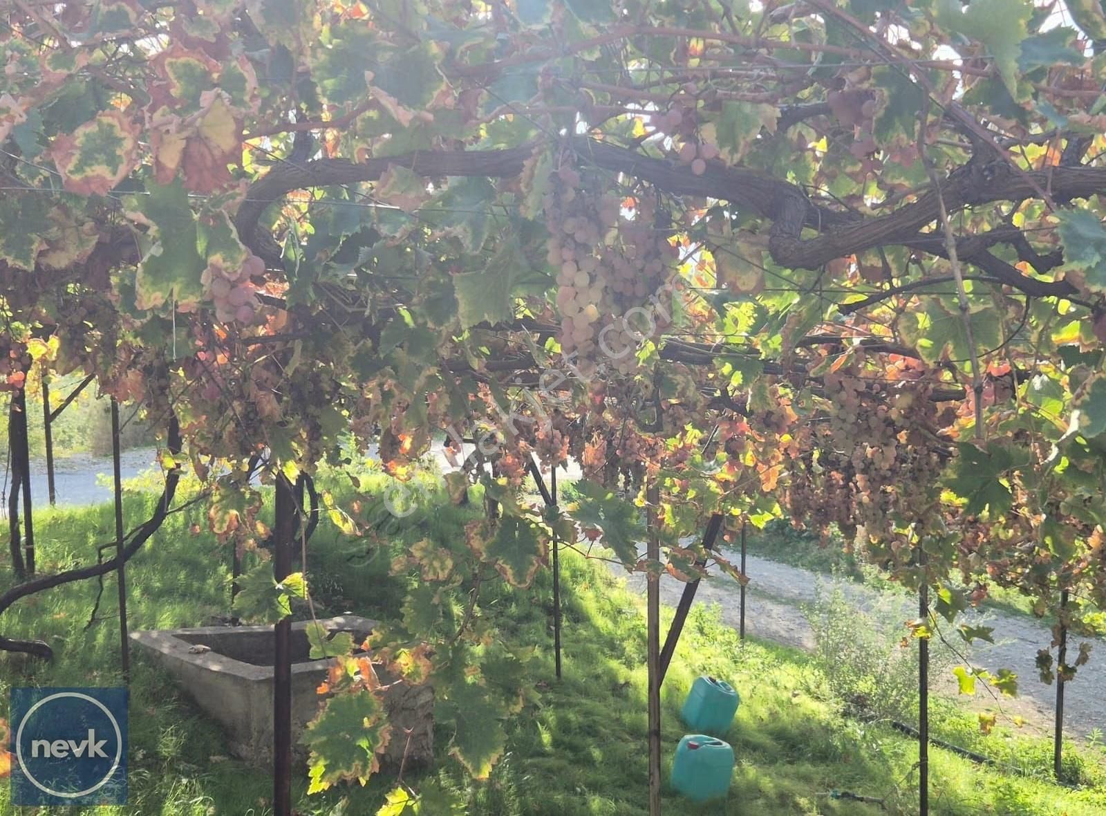 Nevk Yatırımdan Tapuya Kayıtlı 2 Ev Ve Tarlası - Görsel 14