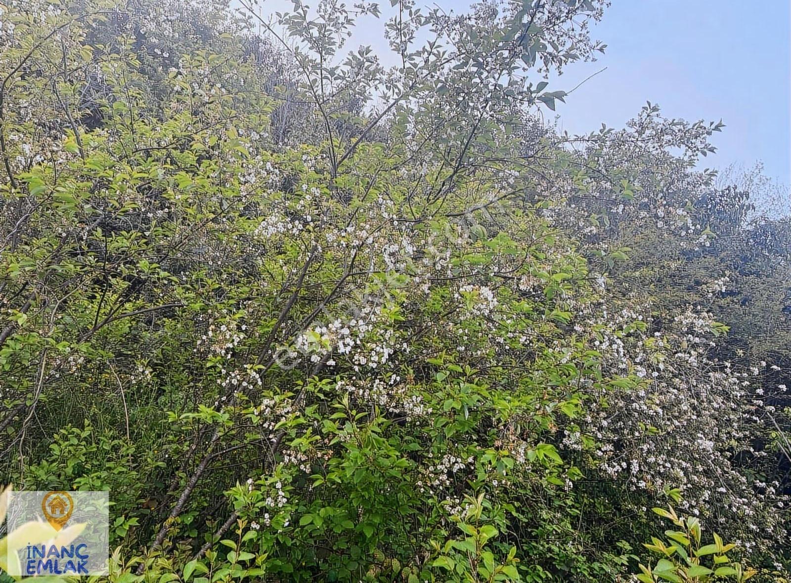 İnanç Emlaktan Giresun Kalede 541 M2 Satılık İmarlı Arsa Ve Ev - Görsel 7