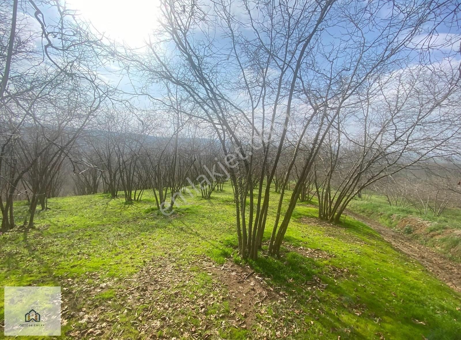Sakarya Ferizli Nalköyde 5517m2 Kadastro Yollu Fındık Bahçesi - Görsel 10