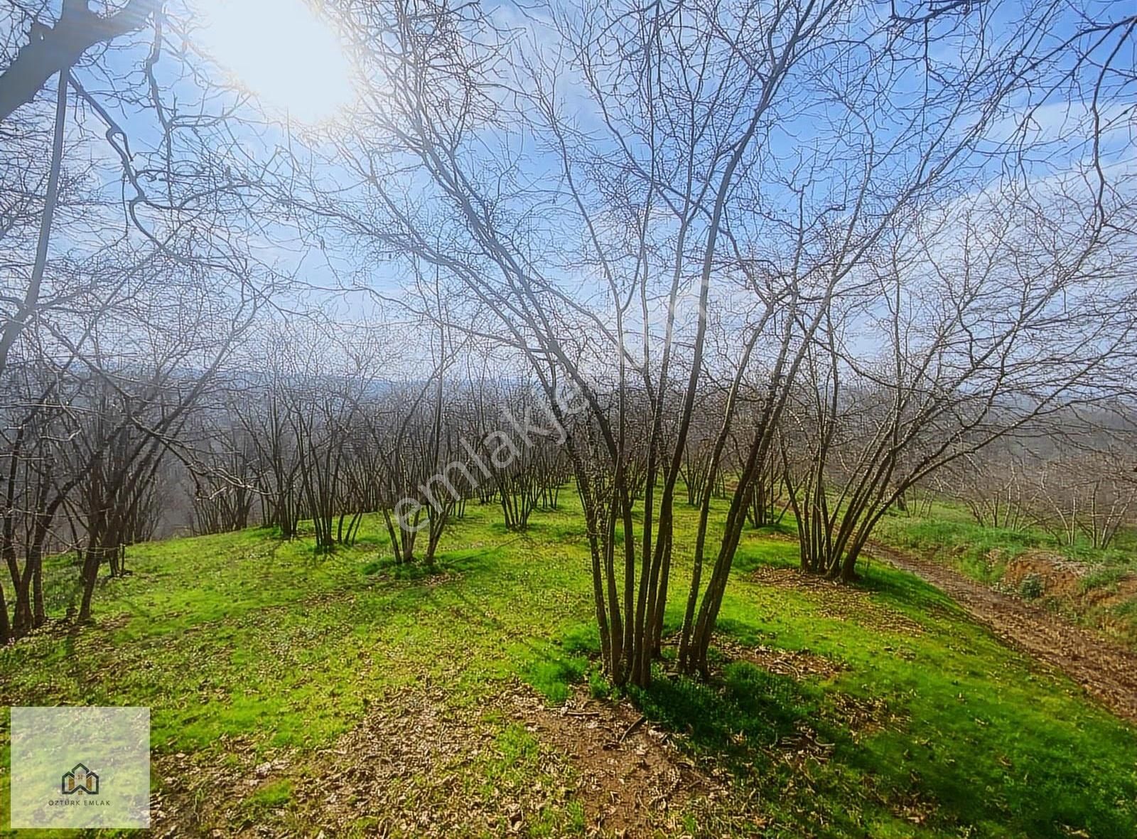 Sakarya Ferizli Nalköyde 5517m2 Kadastro Yollu Fındık Bahçesi
