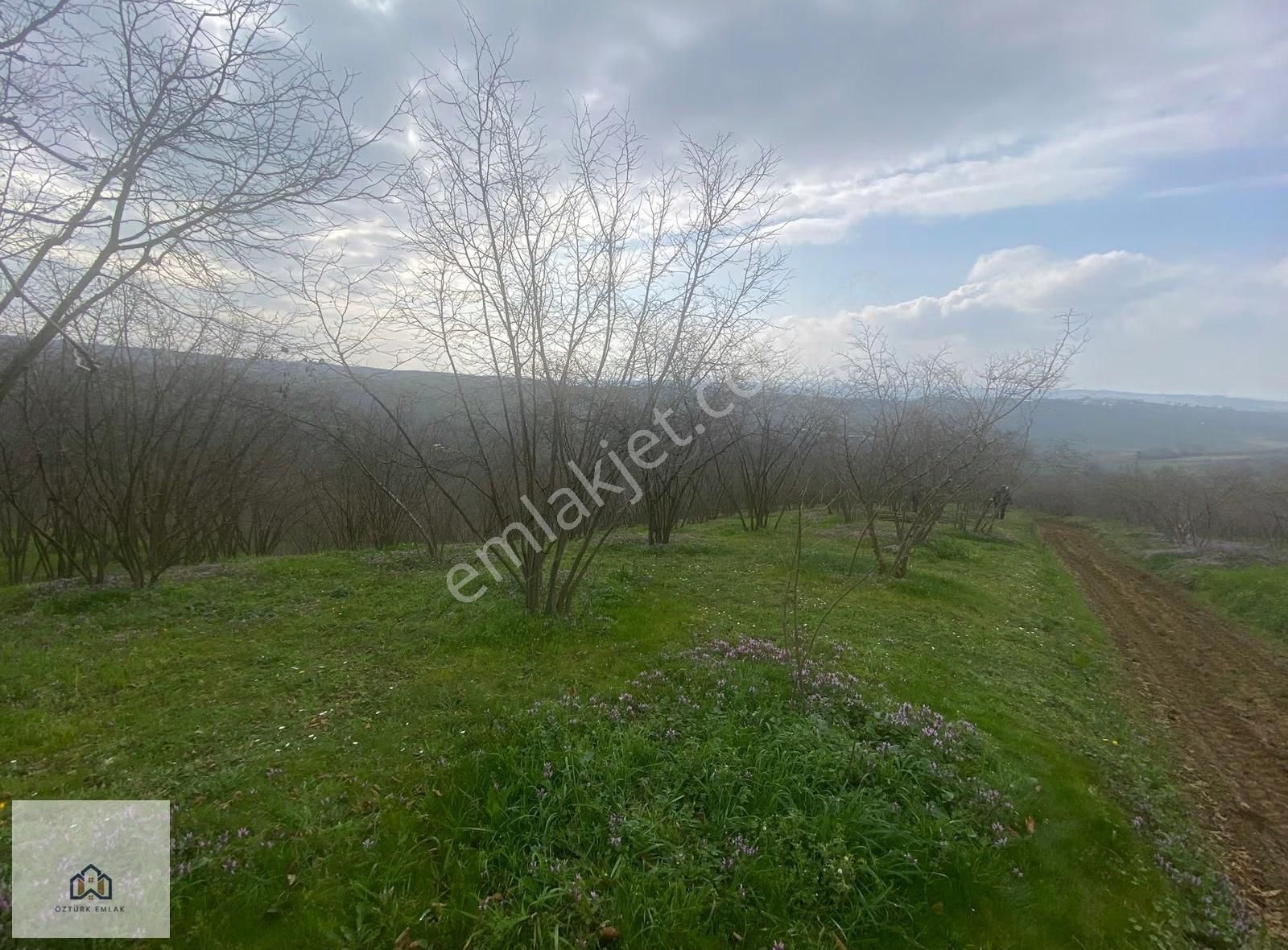 Sakarya Ferizli Nalköyde 5517m2 Kadastro Yollu Fındık Bahçesi - Görsel 9