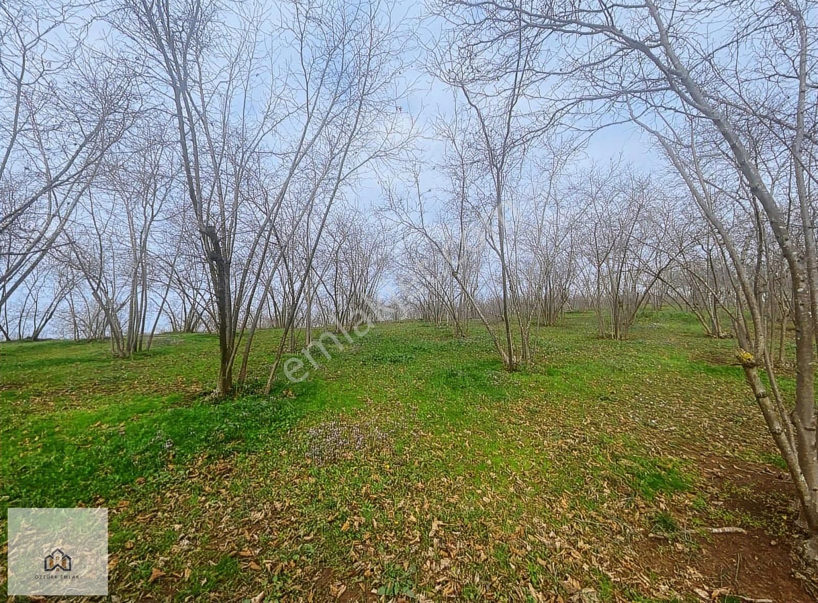 Sakarya Ferizli Nalköyde 5517m2 Kadastro Yollu Fındık Bahçesi - Görsel 5