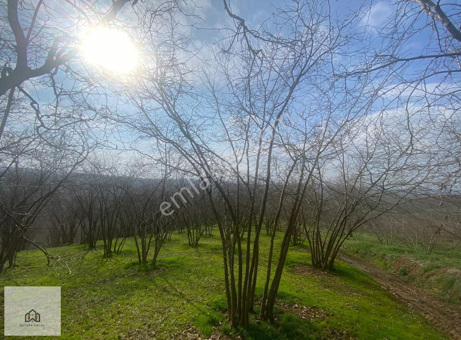 Sakarya Ferizli Nalköyde 5517m2 Kadastro Yollu Fındık Bahçesi - Görsel 3