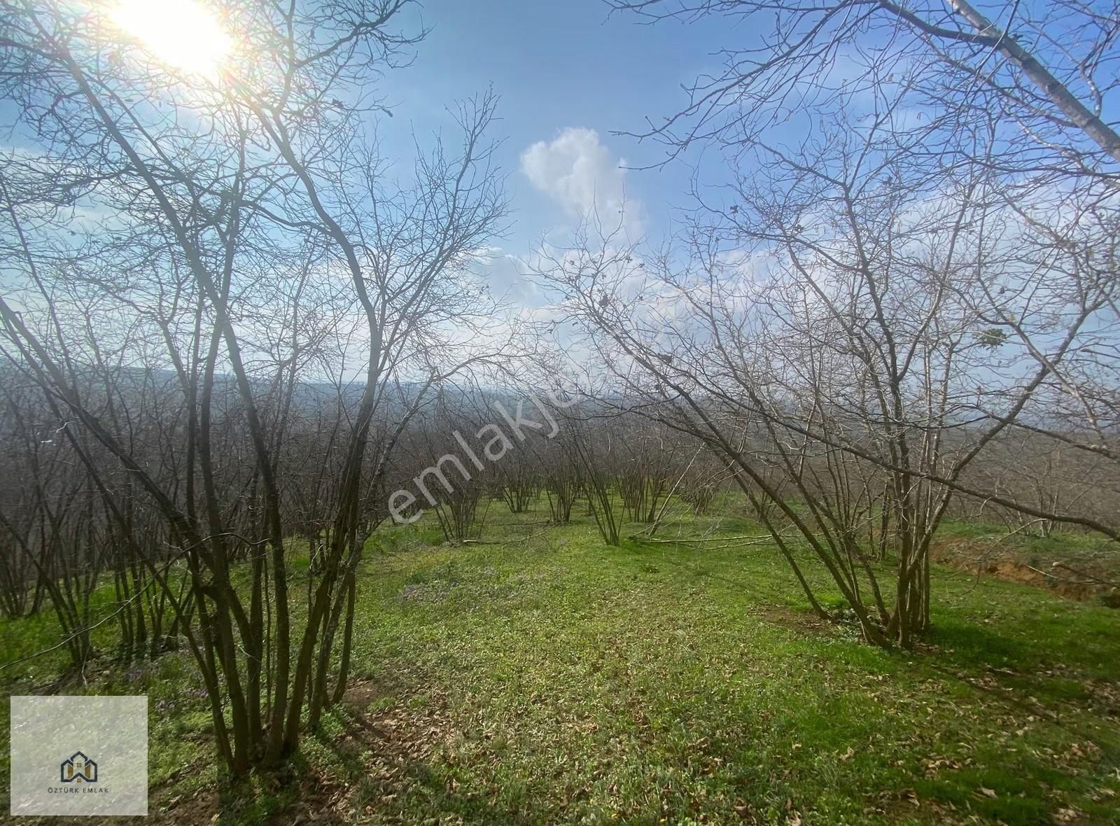 Sakarya Ferizli Nalköyde 5517m2 Kadastro Yollu Fındık Bahçesi - Görsel 14