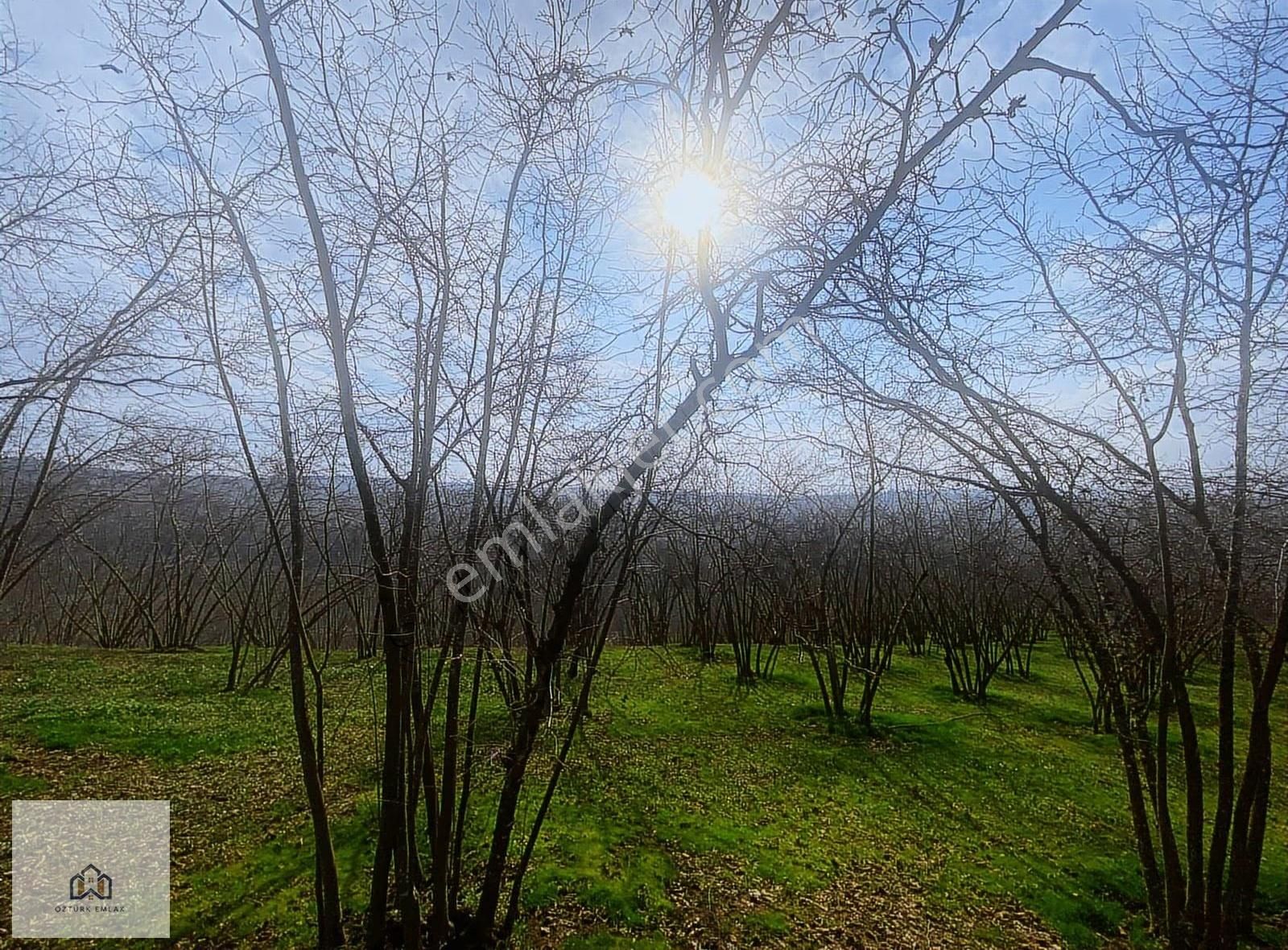 Sakarya Ferizli Nalköyde 5517m2 Kadastro Yollu Fındık Bahçesi - Görsel 15
