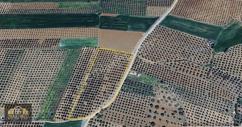 Kızlaralanı Ovasında Satılık Zeytinlik - Görsel 3