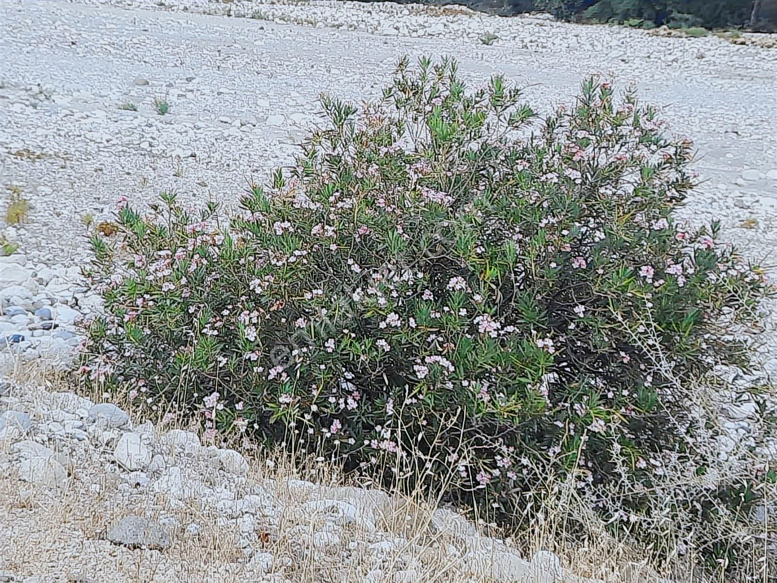 Hacisekiler Muhteşem Manzaralı Tek Tapulu Satılık Tarla - Görsel 24