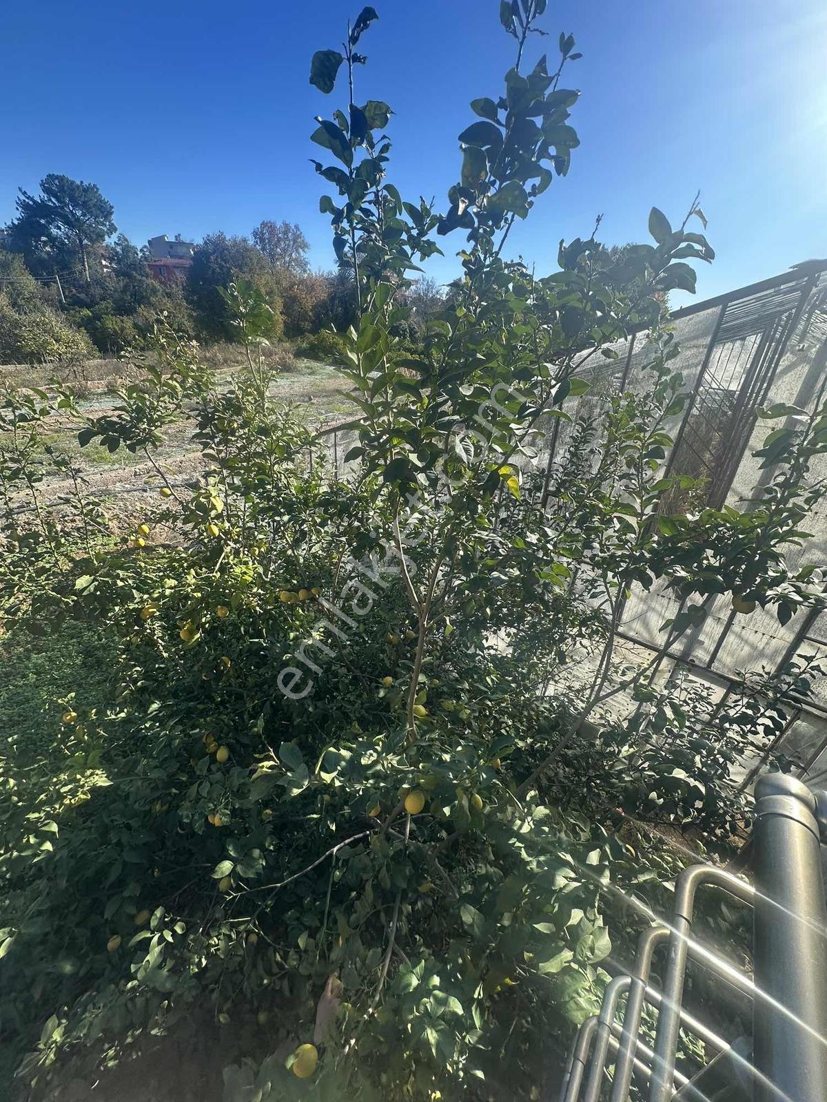 Konyaaltı Aşağıkaramanda Kiralık 1.100 M2 Sera Tarlamız - Görsel 11