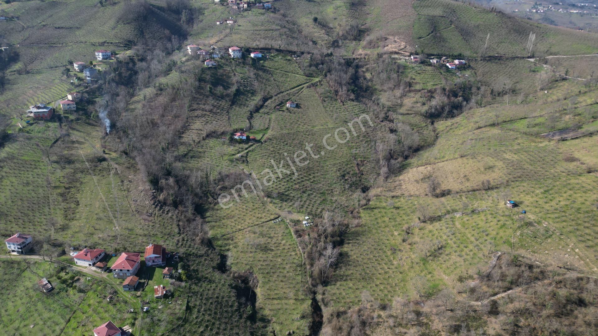 🌿 Century21'den Ordu Neneli Mahallesi’nde Doğayla İç İçe Satılık Fındık Bahçesi Ve Ev - Görsel 14