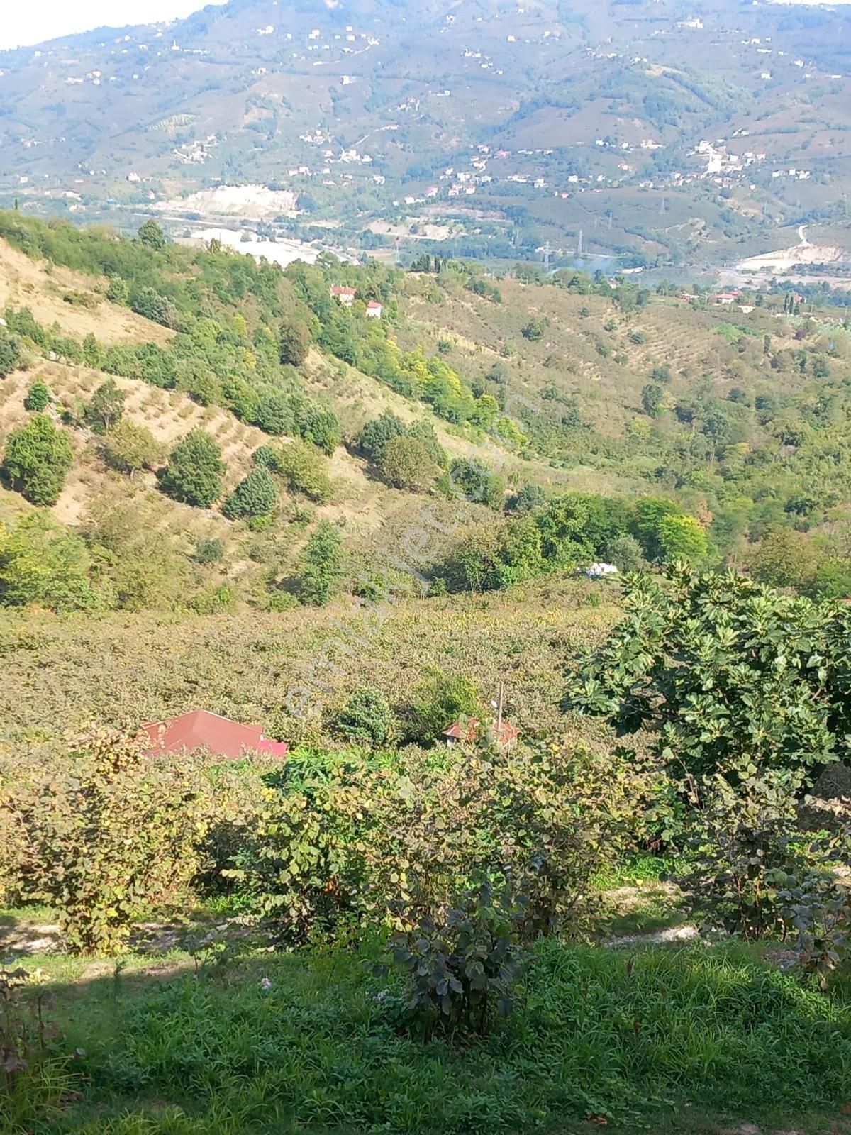 🌿 Century21'den Ordu Neneli Mahallesi’nde Doğayla İç İçe Satılık Fındık Bahçesi Ve Ev - Görsel 22