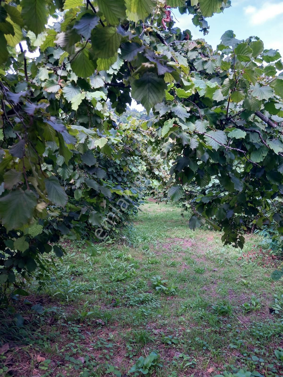 🌿 Century21'den Ordu Neneli Mahallesi’nde Doğayla İç İçe Satılık Fındık Bahçesi Ve Ev - Görsel 25