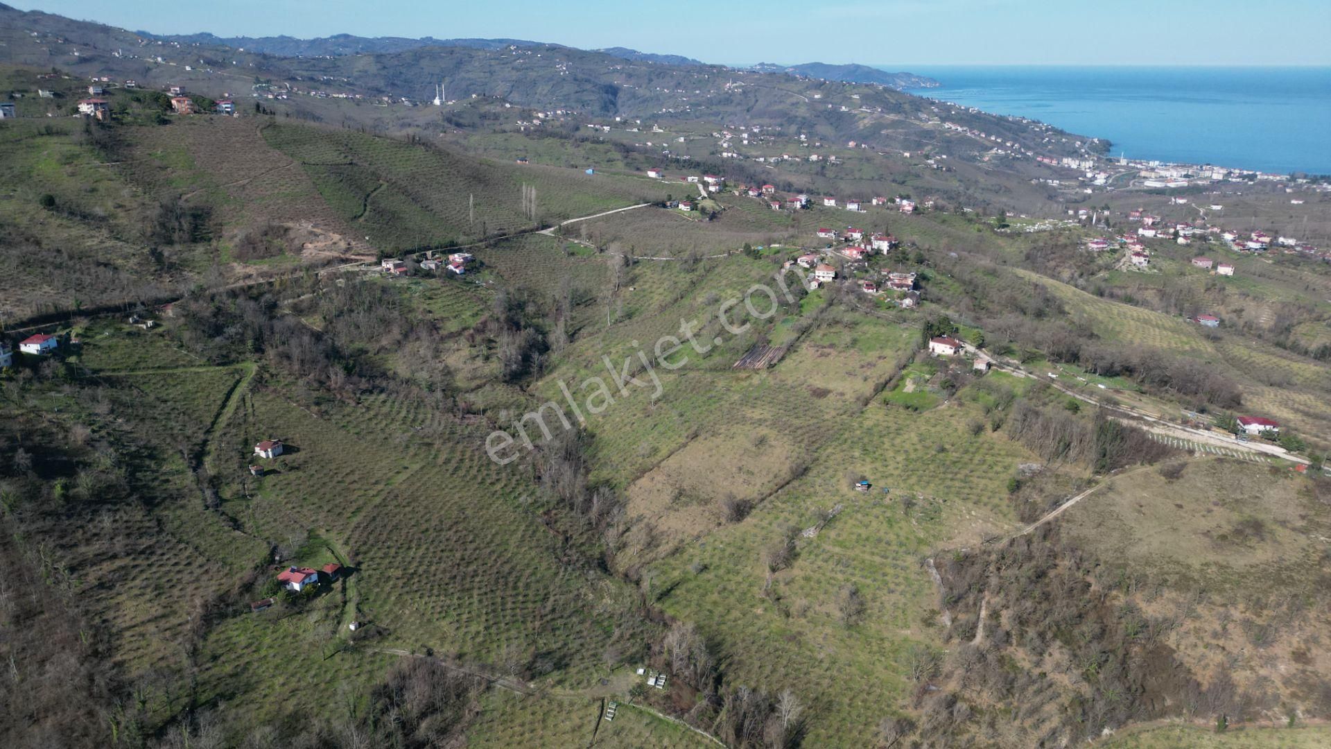 🌿 Century21'den Ordu Neneli Mahallesi’nde Doğayla İç İçe Satılık Fındık Bahçesi Ve Ev - Görsel 12