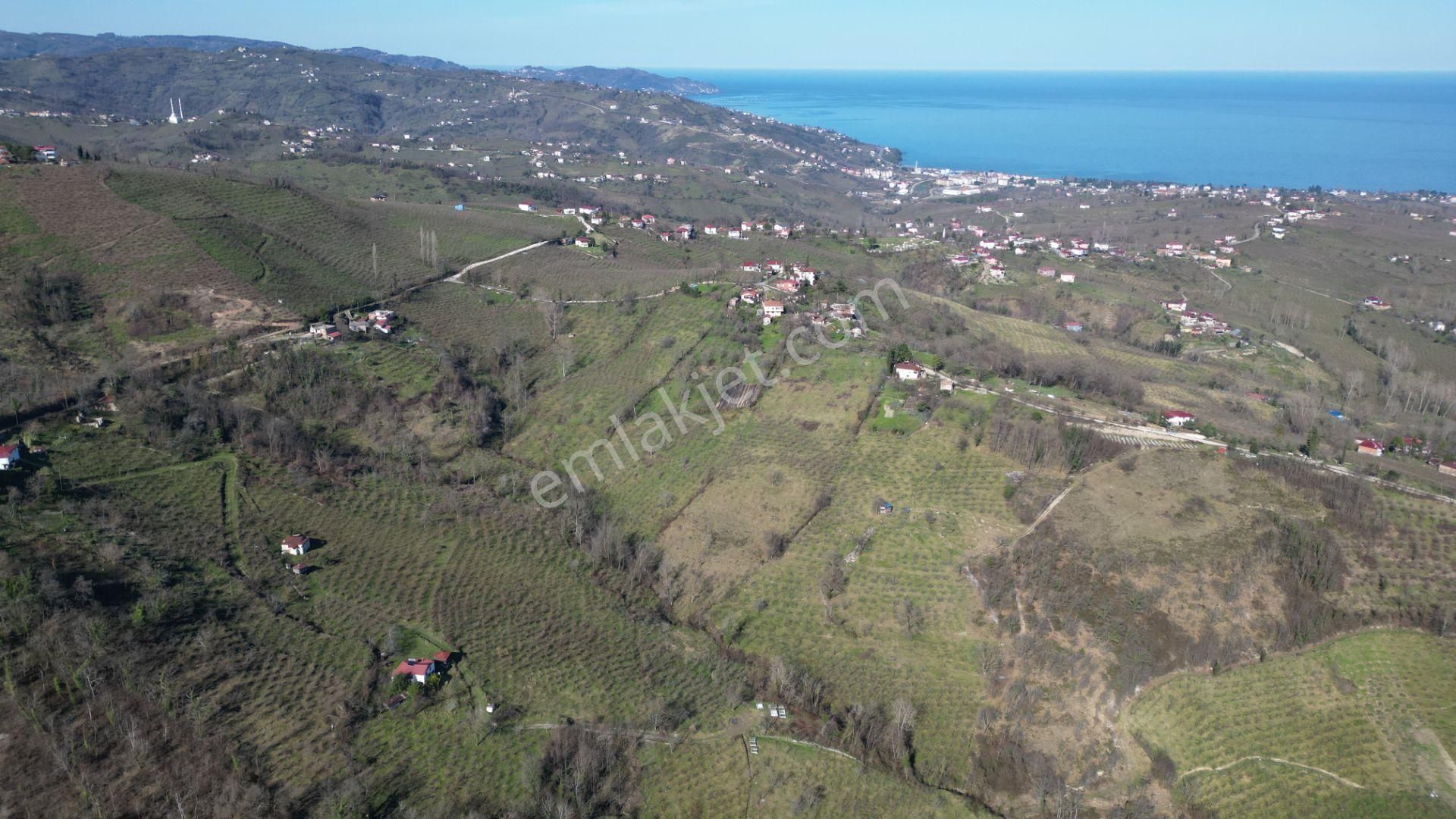 🌿 Century21'den Ordu Neneli Mahallesi’nde Doğayla İç İçe Satılık Fındık Bahçesi Ve Ev - Görsel 10
