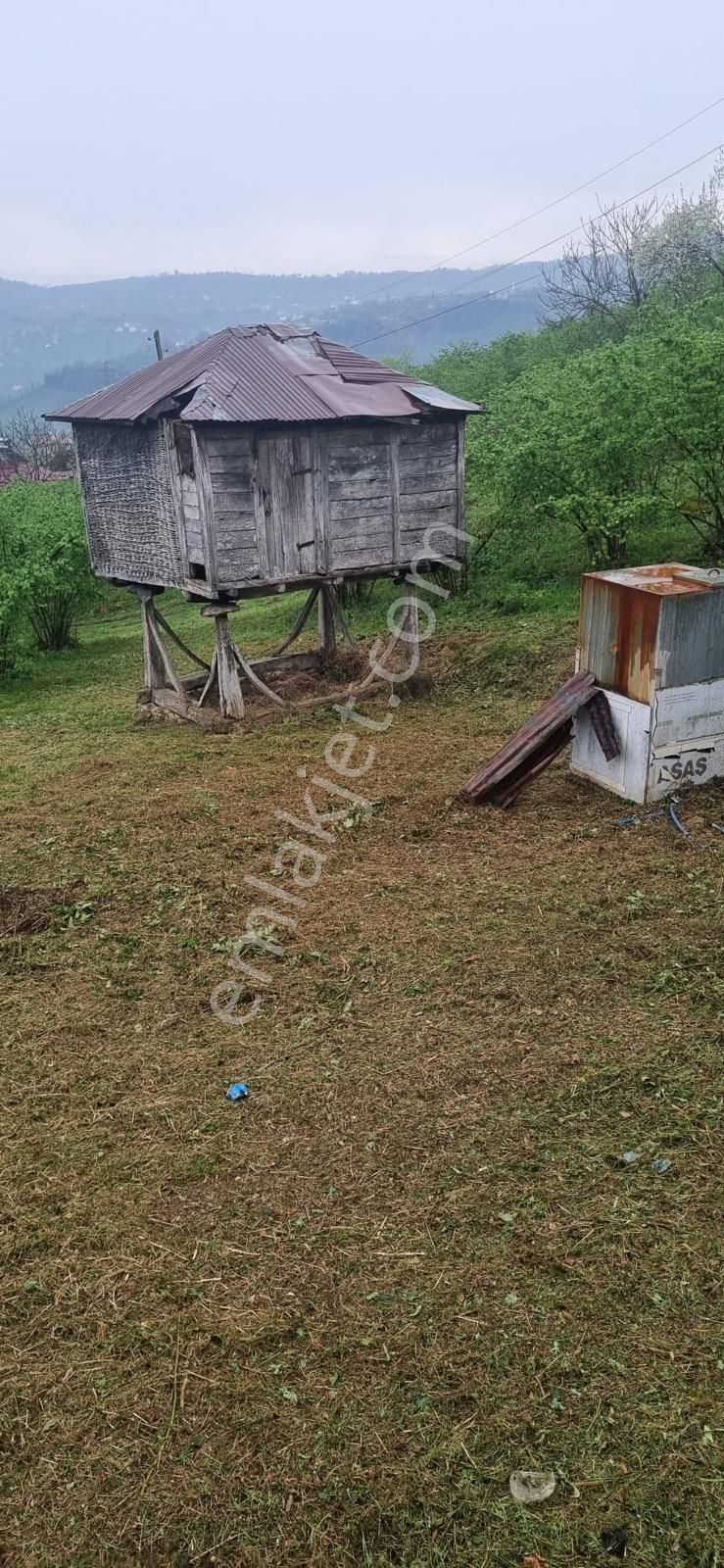 🌿 Century21'den Ordu Neneli Mahallesi’nde Doğayla İç İçe Satılık Fındık Bahçesi Ve Ev - Görsel 19