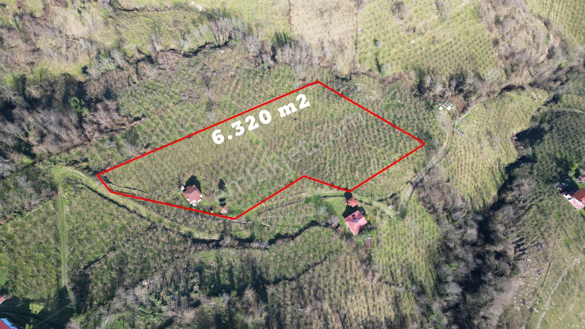 🌿 Century21'den Ordu Neneli Mahallesi’nde Doğayla İç İçe Satılık Fındık Bahçesi Ve Ev - Görsel 3