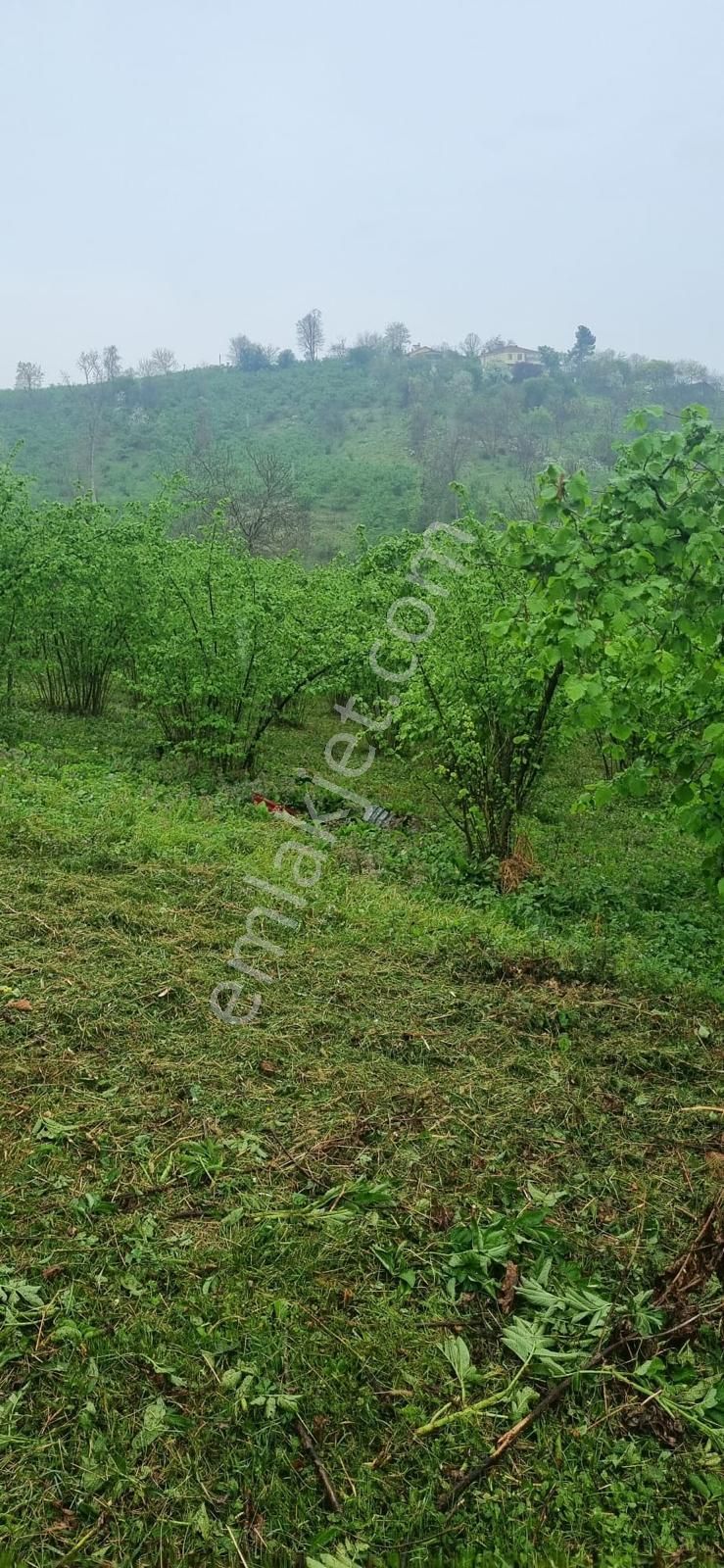 🌿 Century21'den Ordu Neneli Mahallesi’nde Doğayla İç İçe Satılık Fındık Bahçesi Ve Ev - Görsel 23