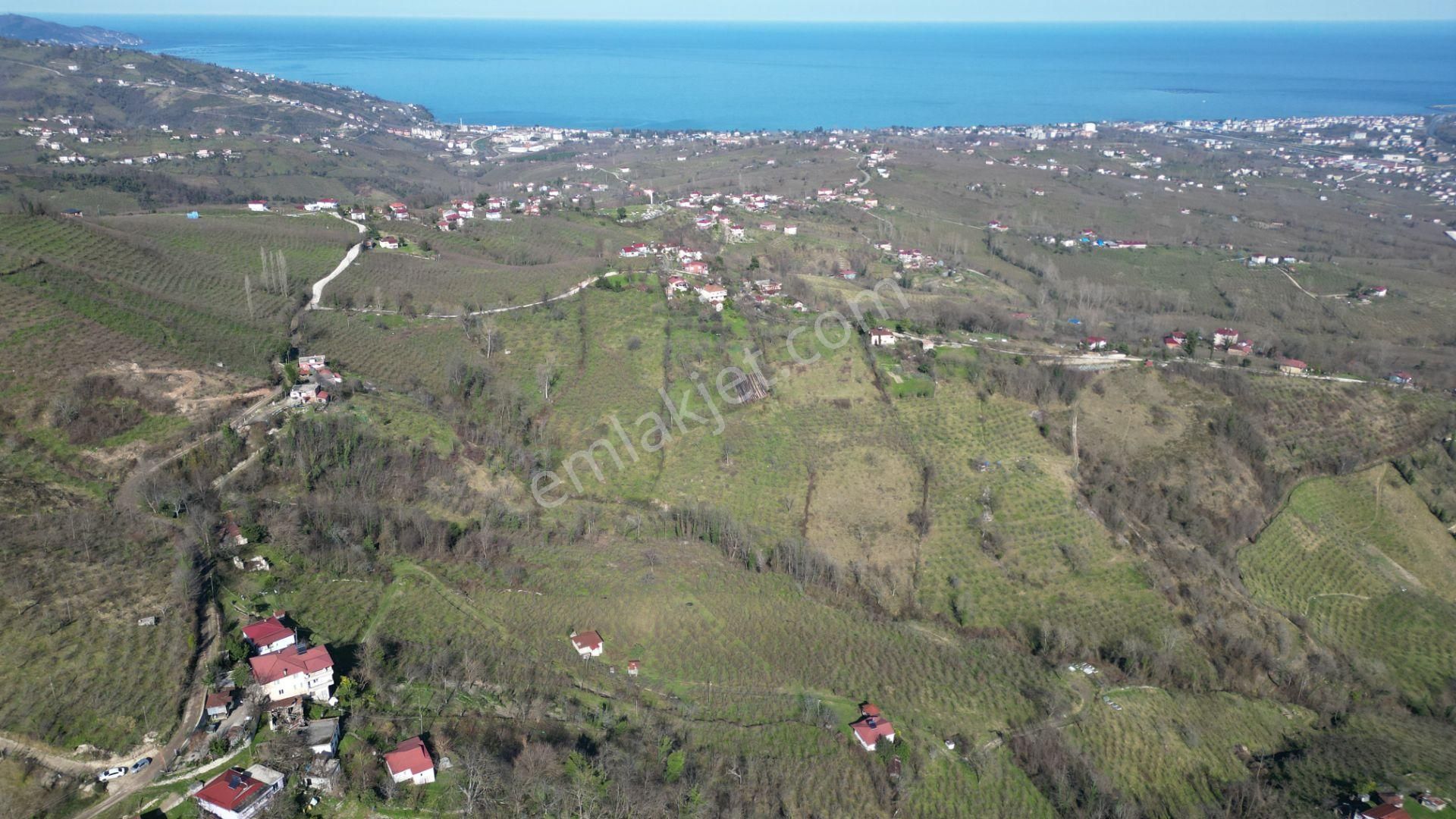 🌿 Century21'den Ordu Neneli Mahallesi’nde Doğayla İç İçe Satılık Fındık Bahçesi Ve Ev - Görsel 8