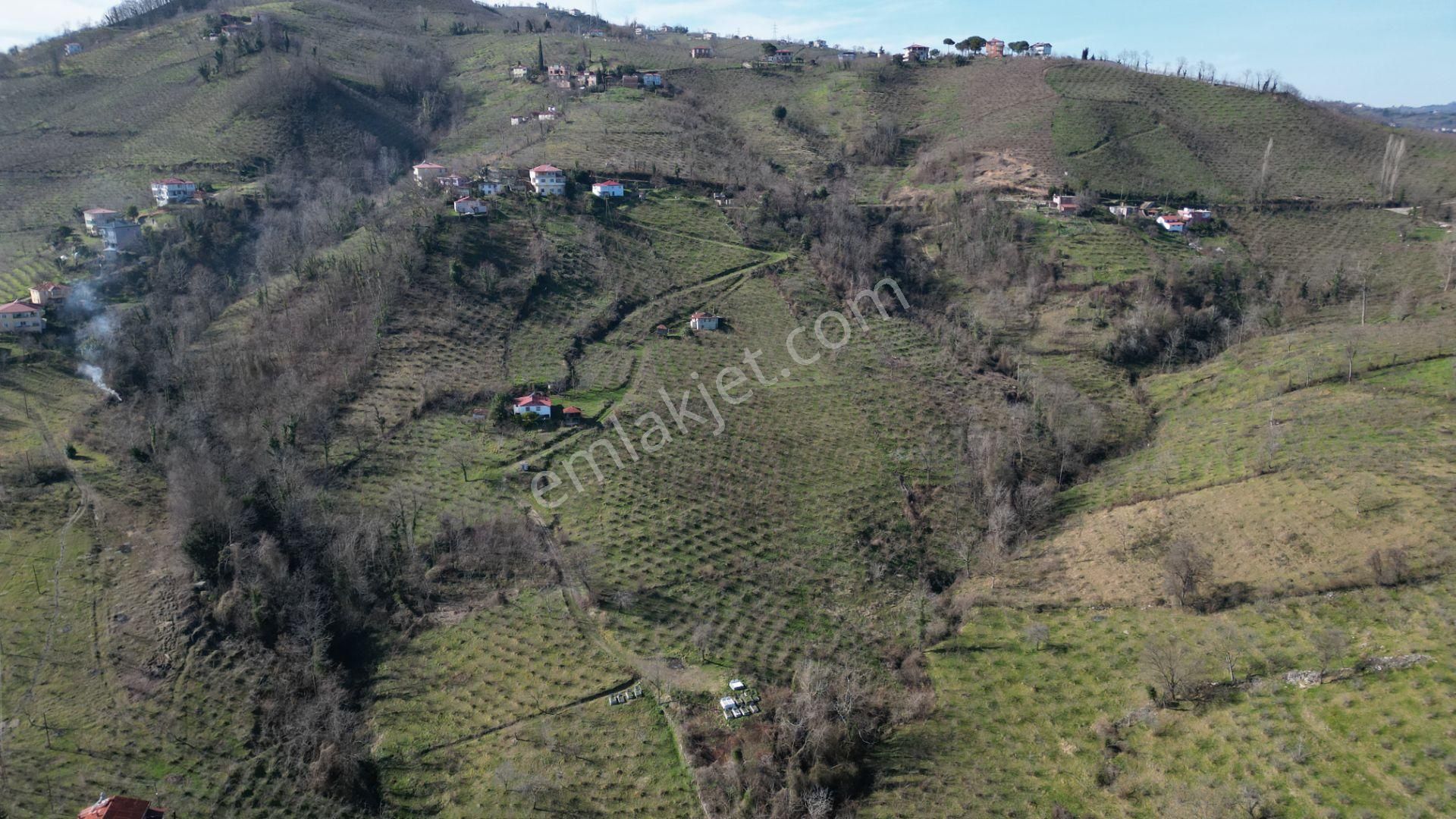🌿 Century21'den Ordu Neneli Mahallesi’nde Doğayla İç İçe Satılık Fındık Bahçesi Ve Ev - Görsel 15