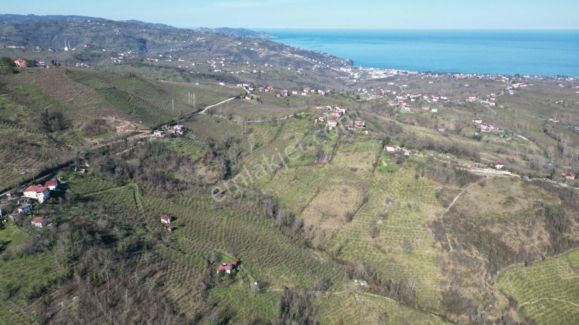 🌿 Century21'den Ordu Neneli Mahallesi’nde Doğayla İç İçe Satılık Fındık Bahçesi Ve Ev - Görsel 9