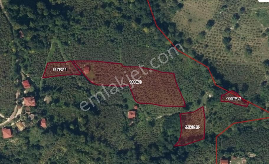 🌿 Century21'den Ordu Neneli Mahallesi’nde Doğayla İç İçe Satılık Fındık Bahçesi Ve Ev - Görsel 7