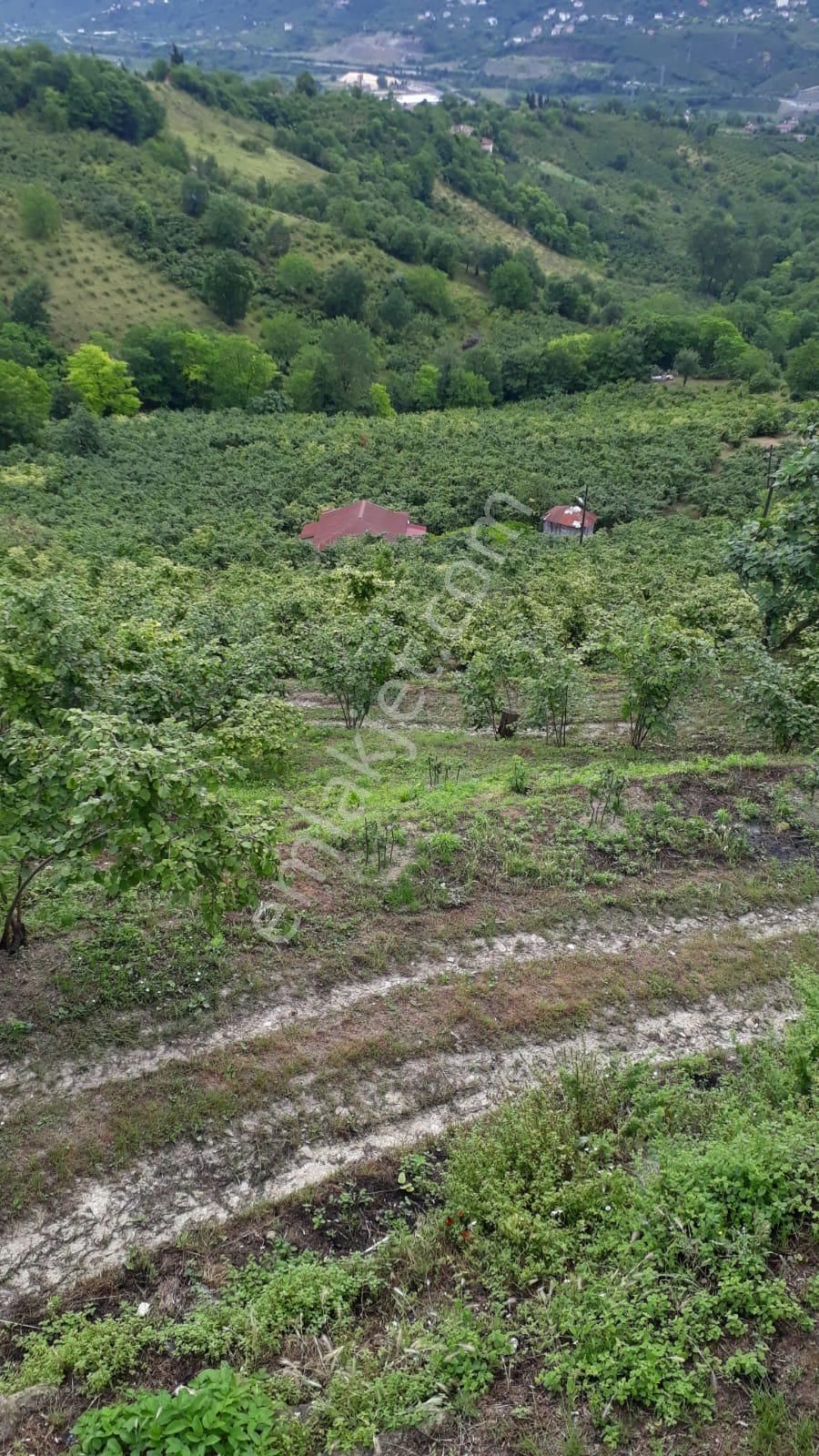 🌿 Century21'den Ordu Neneli Mahallesi’nde Doğayla İç İçe Satılık Fındık Bahçesi Ve Ev - Görsel 21