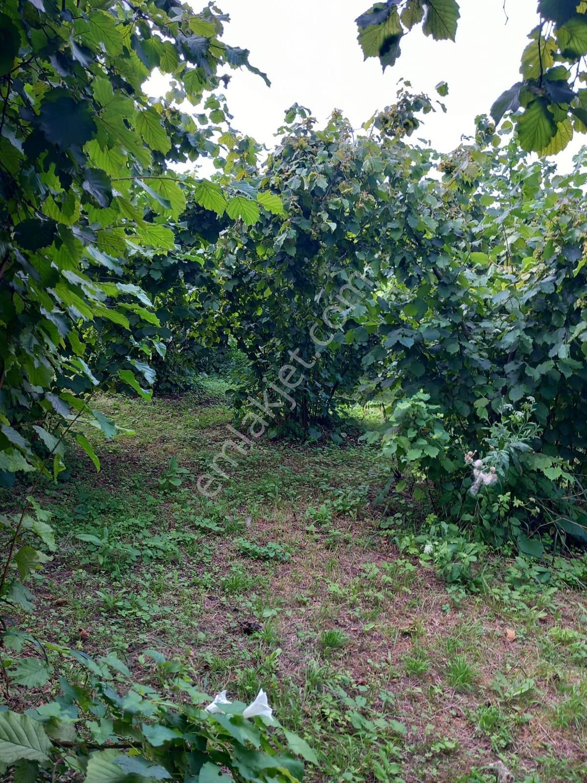 🌿 Century21'den Ordu Neneli Mahallesi’nde Doğayla İç İçe Satılık Fındık Bahçesi Ve Ev - Görsel 24