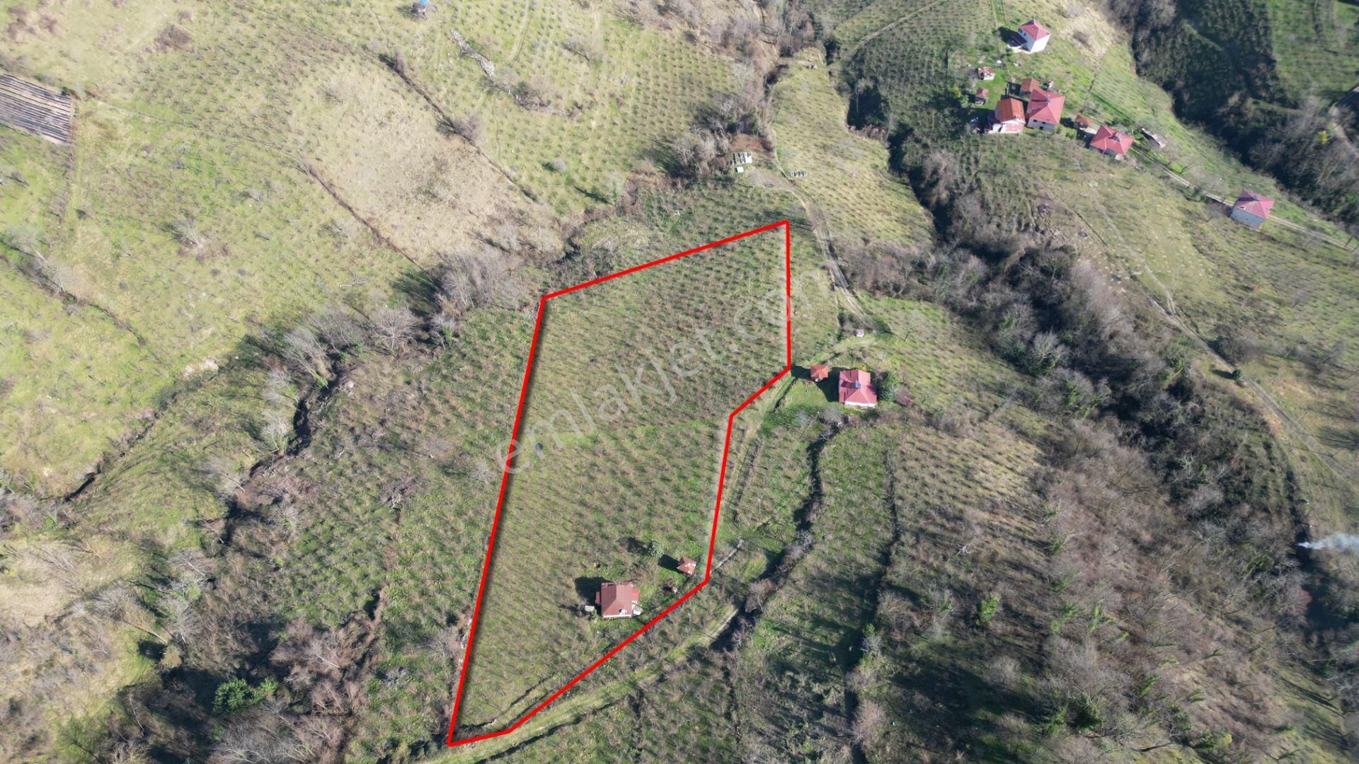 🌿 Century21'den Ordu Neneli Mahallesi’nde Doğayla İç İçe Satılık Fındık Bahçesi Ve Ev - Görsel 4