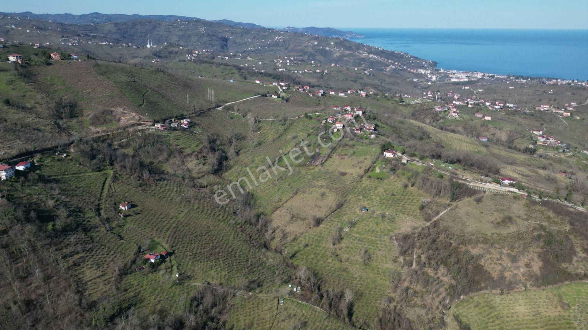 🌿 Century21'den Ordu Neneli Mahallesi’nde Doğayla İç İçe Satılık Fındık Bahçesi Ve Ev - Görsel 11