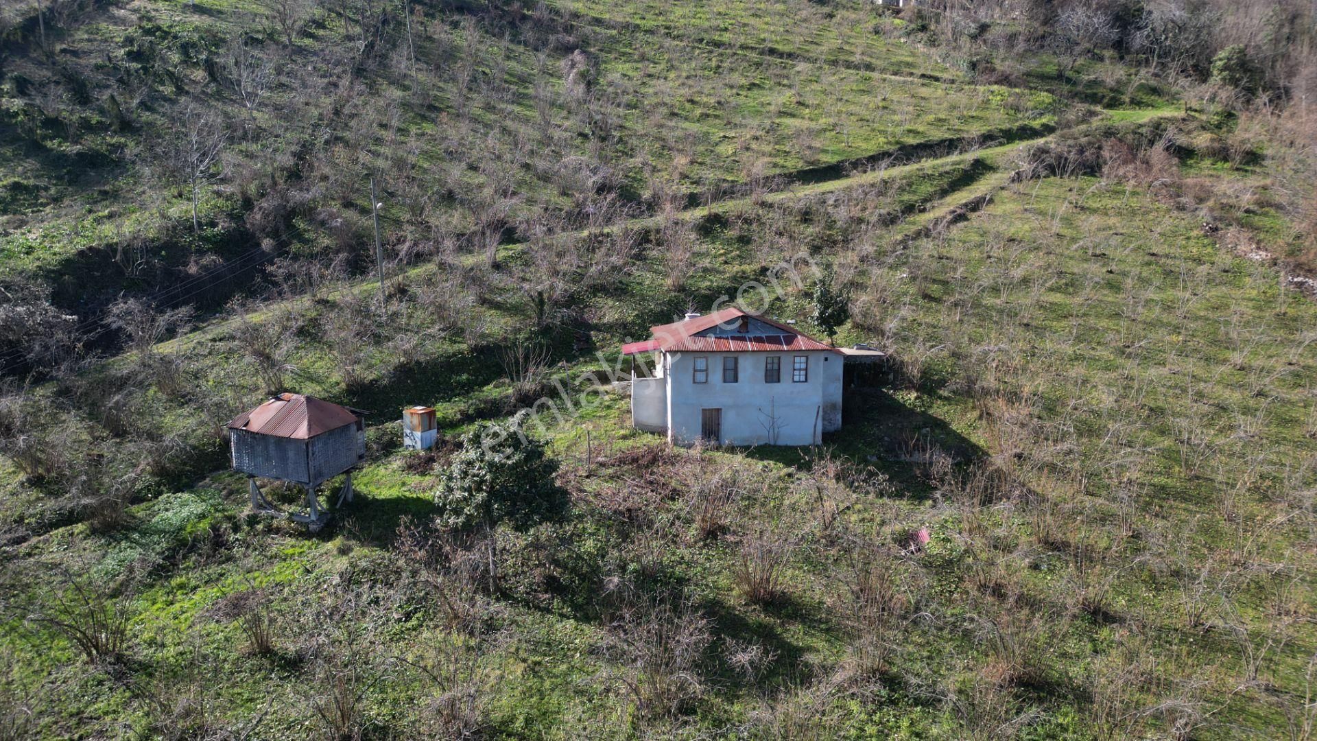 🌿 Century21'den Ordu Neneli Mahallesi’nde Doğayla İç İçe Satılık Fındık Bahçesi Ve Ev - Görsel 16