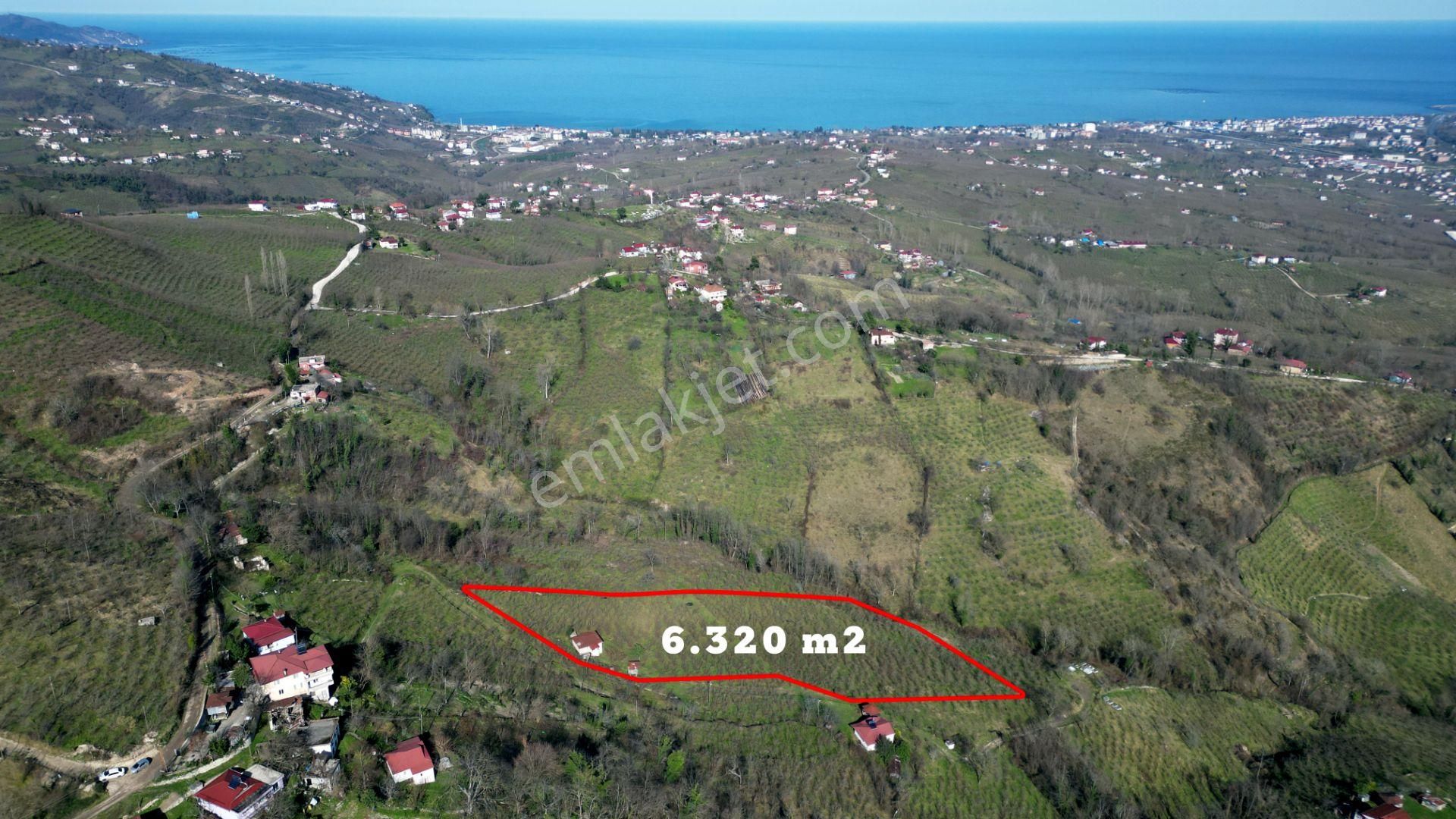 🌿 Century21'den Ordu Neneli Mahallesi’nde Doğayla İç İçe Satılık Fındık Bahçesi Ve Ev