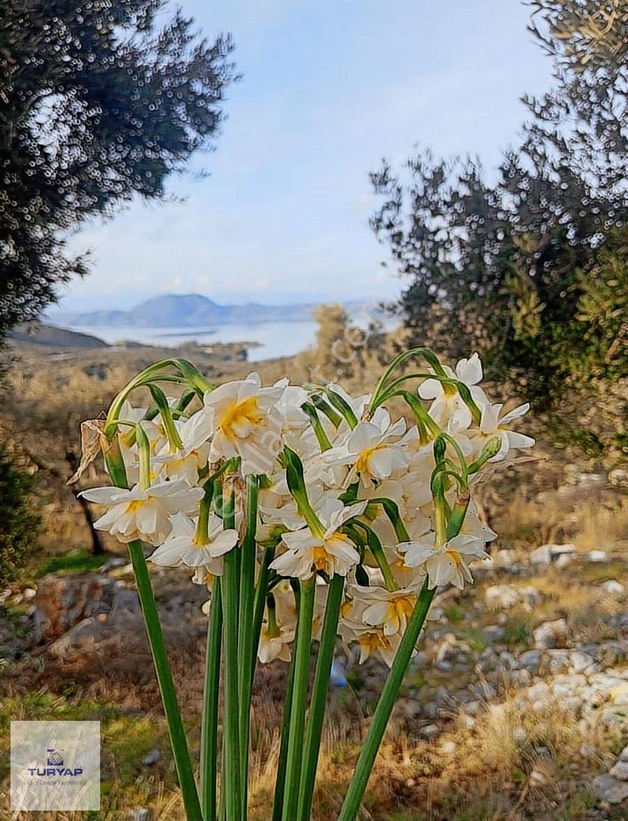 Bafa Gölüne Ve Bodrum Yoluna Çok Yakın Zeytinlik.