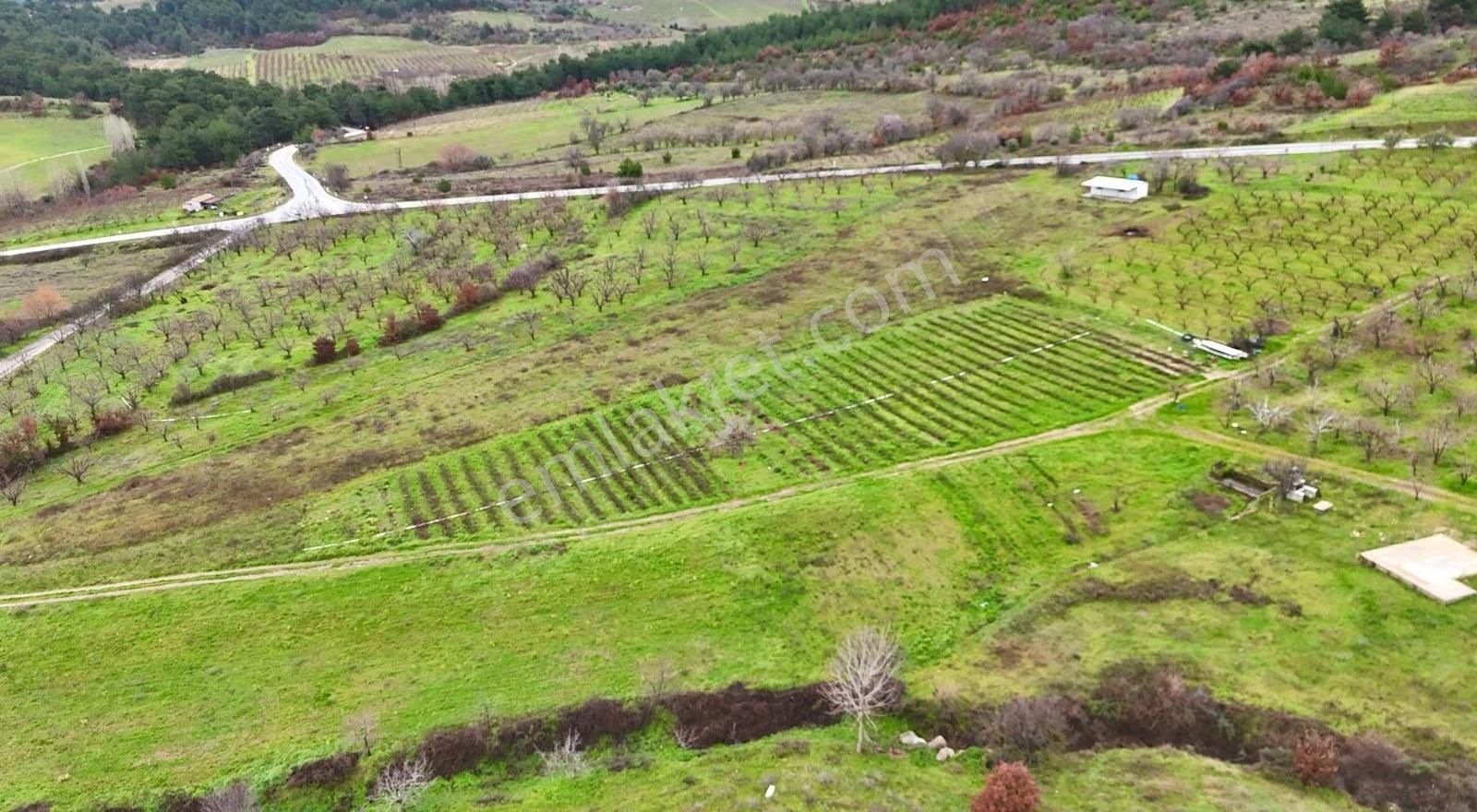 07 Truva Emlaktan Çanakkale Mollahasanlar Da Satılık Tarla - Görsel 3