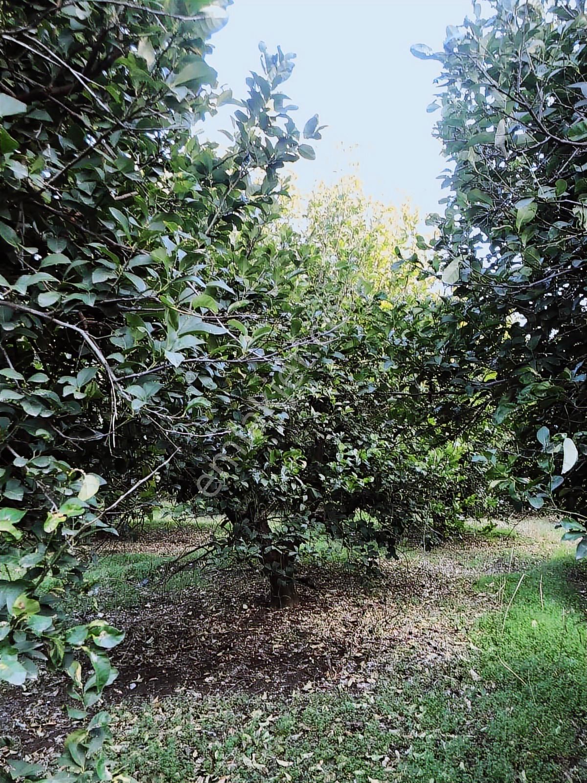 Anadolu Gayrimenkulden Karacaörende Bakımlı Limon Bahçesi - Görsel 20