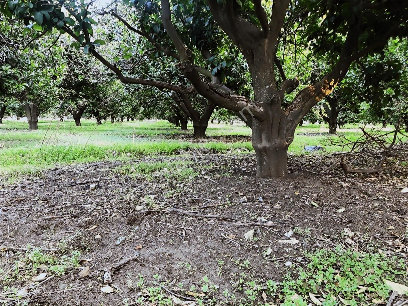 Anadolu Gayrimenkulden Karacaörende Bakımlı Limon Bahçesi