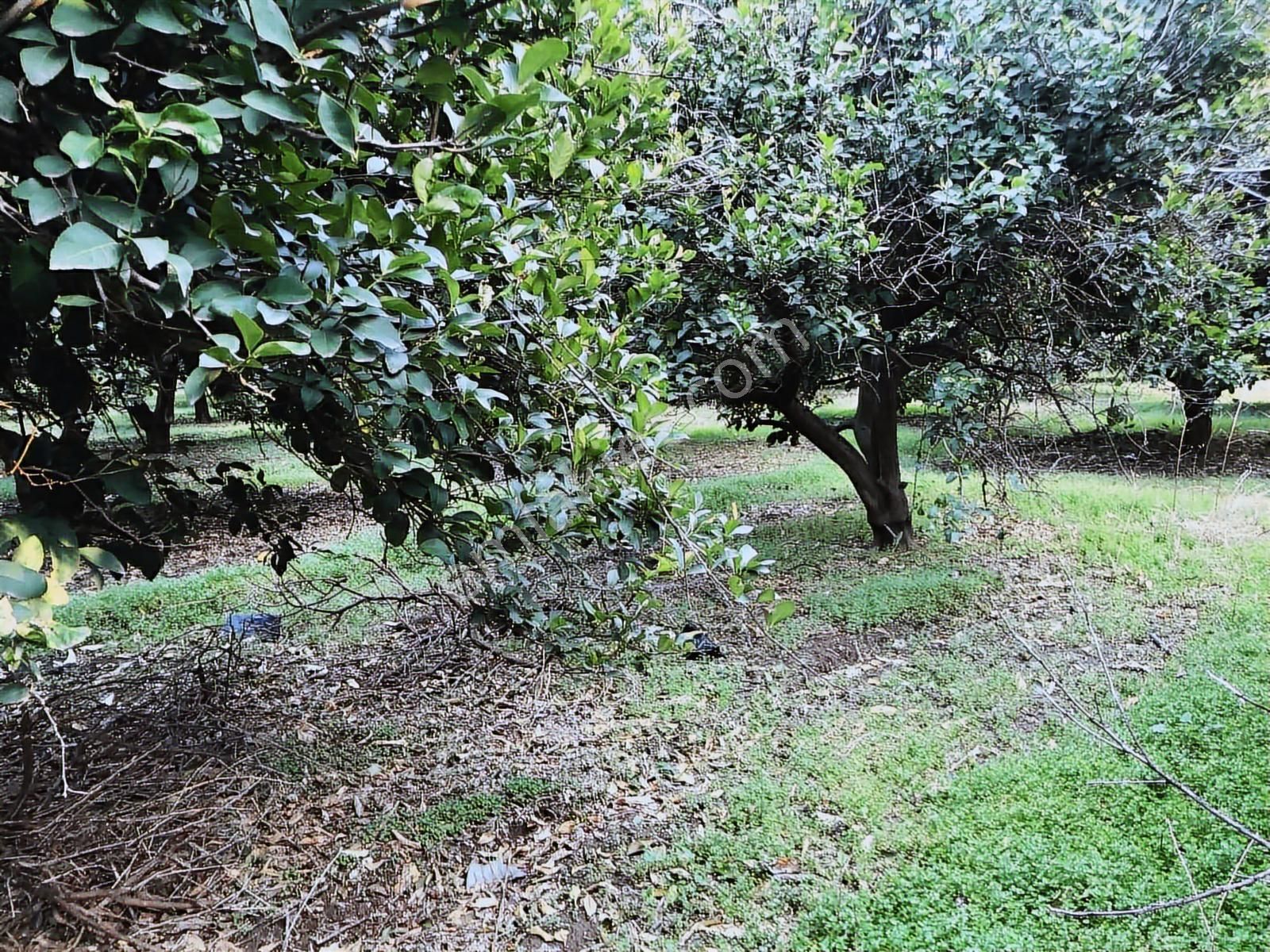 Anadolu Gayrimenkulden Karacaörende Bakımlı Limon Bahçesi - Görsel 3