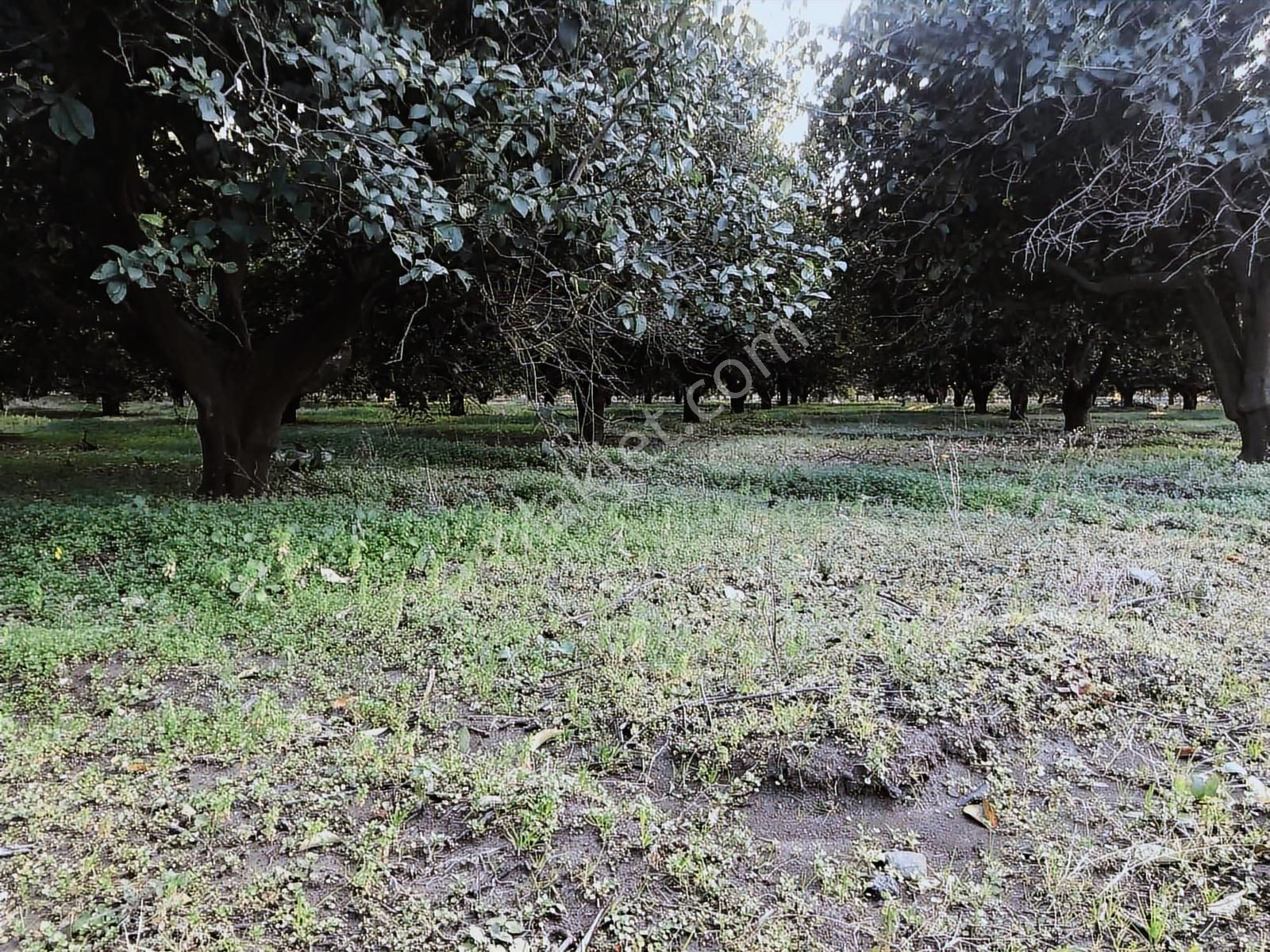 Anadolu Gayrimenkulden Karacaörende Bakımlı Limon Bahçesi - Görsel 16