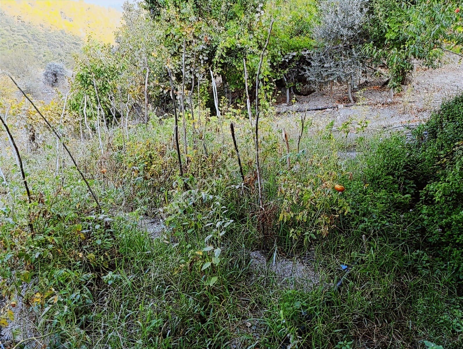 Anadolu Gayrimenkulden Feke Kızılyer De 1 Dönüm İçinde Müstakil - Görsel 5