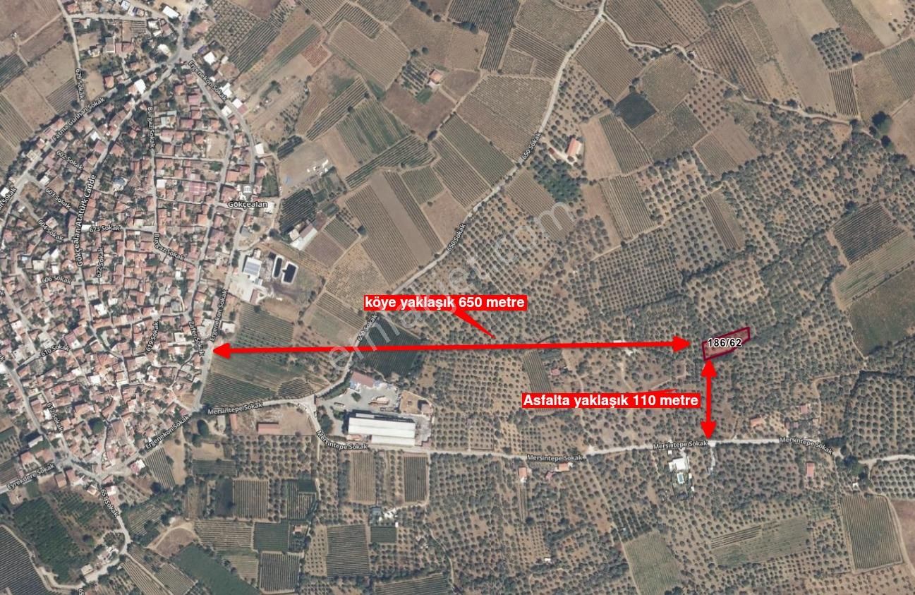 Selçuk'da Aradığınız Satılık Küçük - 1322 M2 - Zeytinlik Burada.