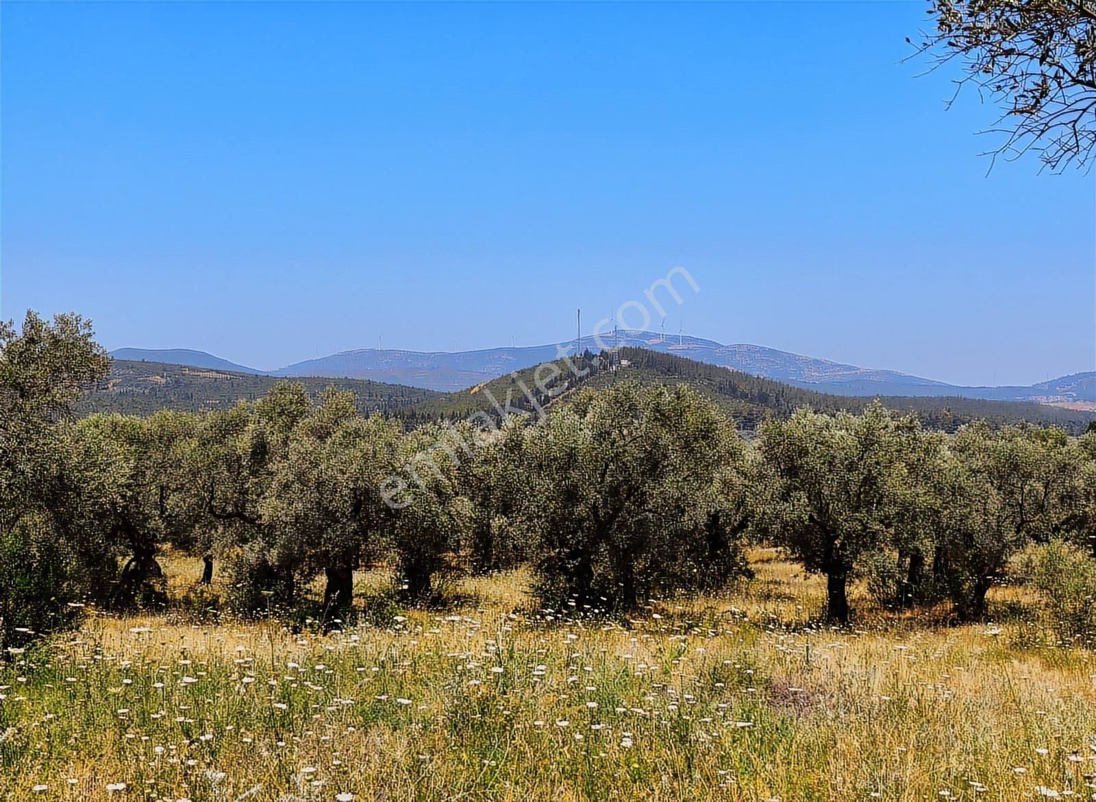 Selçuk'da Aradığınız Satılık Küçük - 1322 M2 - Zeytinlik Burada. - Görsel 13
