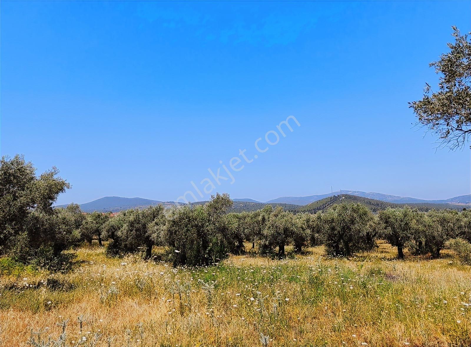 Selçuk'da Aradığınız Satılık Küçük - 1322 M2 - Zeytinlik Burada. - Görsel 5