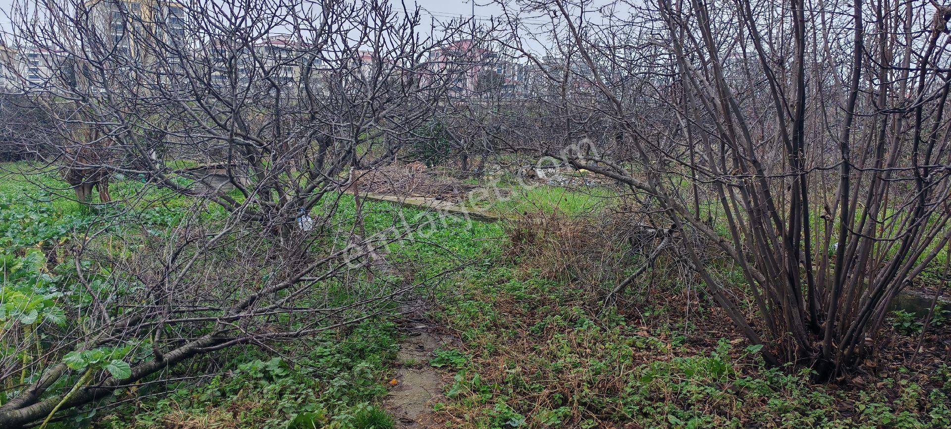 Samsun Canik. Haciismail De Vevre Yoluna Cephe Satilik 10 Kata İmar 1.40 Emsal Arsa