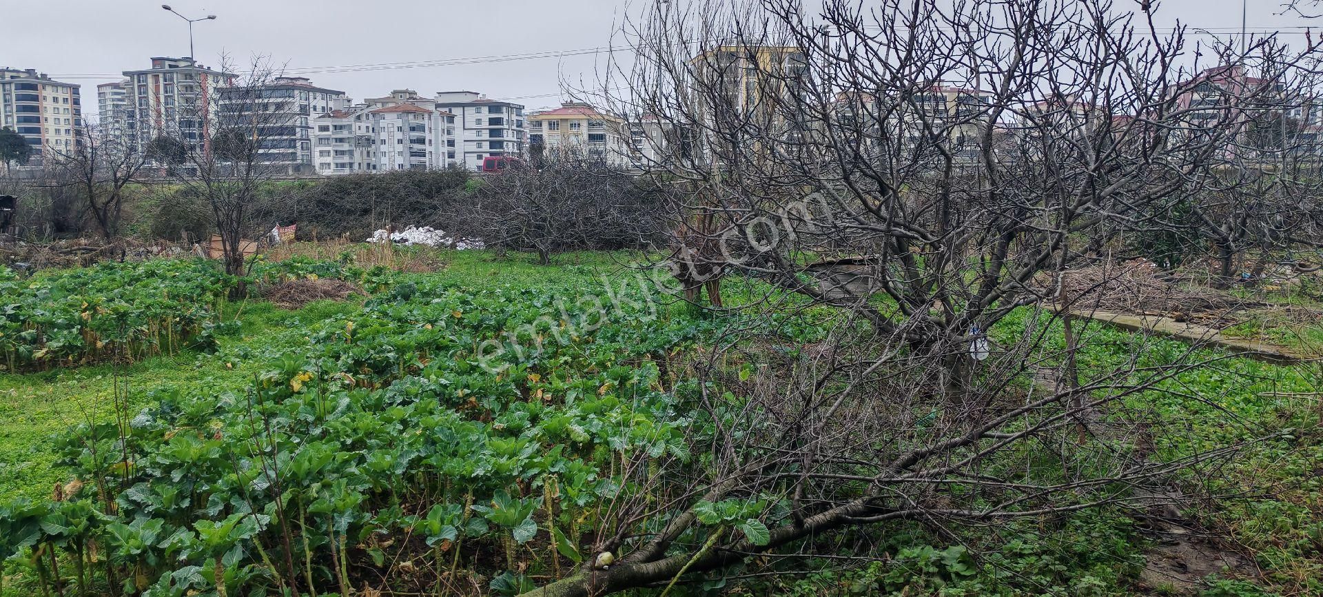 Samsun Canik. Haciismail De Vevre Yoluna Cephe Satilik 10 Kata İmar 1.40 Emsal Arsa - Görsel 3